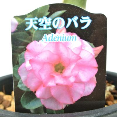 アデニウム 濃いピンク アデニウム：オベスム（レッド-ピンク花） ホールサップ 4号