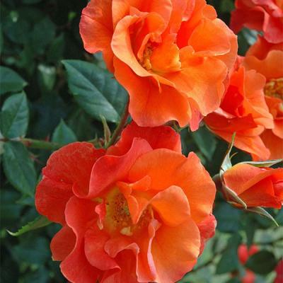 クリスマスローズ sdオレンジ 6号スリット 苗 鉢 バラ 八重 クリスマス