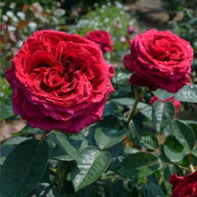 バラ専門店 ザ・ローズショップ - 赤系のバラ｜Yahoo!ショッピング