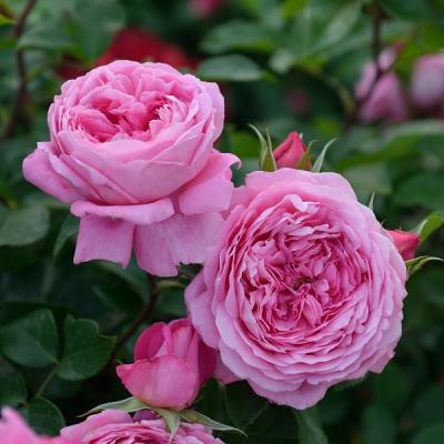 薔薇苗 強健 四季咲き ふんわり優しいバラ苗 四季咲 強香 バラ 苗」の人気商品一覧 | 安い商品を通販サイトから探す