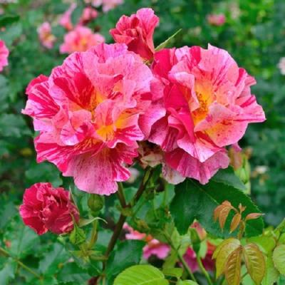 絞りのバラ苗（花の苗）｜苗 | 花、ガーデニング のおすすめ人気商品