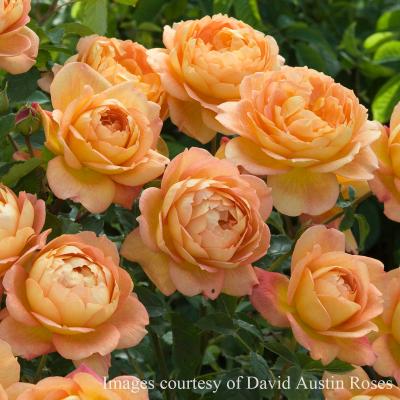 イングリッシュローズのおすすめ人気ランキングTOP100 - Yahoo