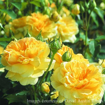 バラ専門店 ザ・ローズショップ - 黄色系のバラ｜Yahoo!ショッピング