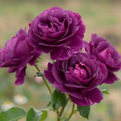 濃い紫のバラ(花の苗)の商品一覧|苗 | 花、ガーデニング 通販 濃い紫のバラ(花の苗)の商品一覧|苗 | 花、ガーデニング 通販