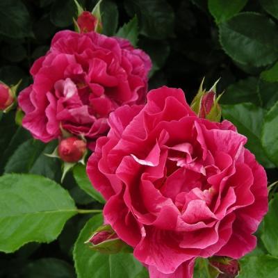 絞りのバラ苗（花の苗）｜苗 | 花、ガーデニング のおすすめ人気商品