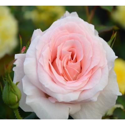 バラ専門店 ザ・ローズショップ - ローズなかしま｜Yahoo!ショッピング