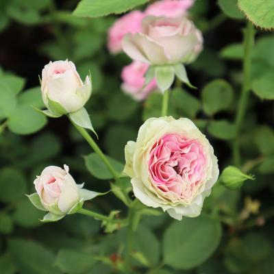 スプレーバラ苗(花の苗)の商品一覧|苗 | 花、ガーデニング スプレーバラ苗(花の苗)の商品一覧|苗 | 花、ガーデニング