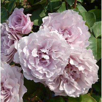 バラ苗　四季咲き　トゲ少ない　まるでブーケのよう　薔薇苗 バラ苗 四季咲き トゲ少ない まるでブーケのよう 薔薇苗 バラ苗