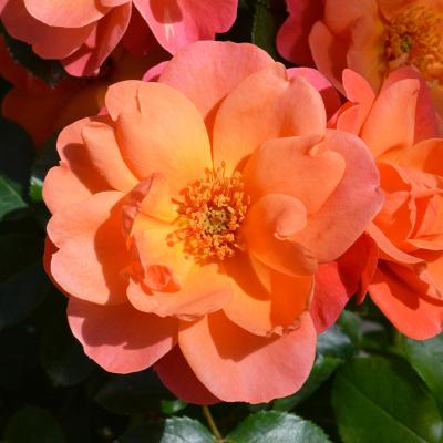 バラ中苗充実苗 　四季咲き中輪　コンパクト　花持ちいいです、病害虫に強いです 楽天市場】バラ苗 【ストロベリーミスト】 (新苗) フロリバンダ