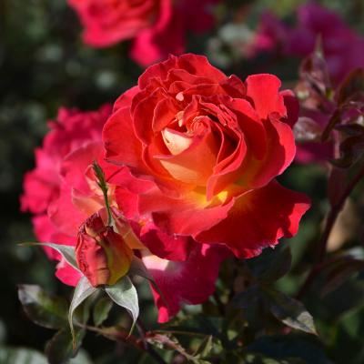 バラ専門店 ザ・ローズショップ - 初めての方に 育てやすいバラ (強健