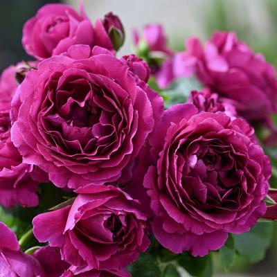 バラ苗　四季咲き　トゲ少ない　まるでブーケのよう　薔薇苗 ののこ』 トゲなしの四季咲き野バラ。 とてもナチュラルで、トゲ