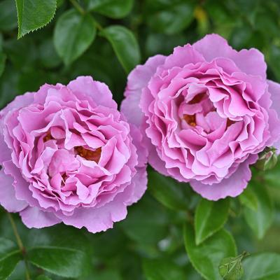 つるバラ 四季咲き ピンク 強香 強健（花の苗）｜苗 | 花