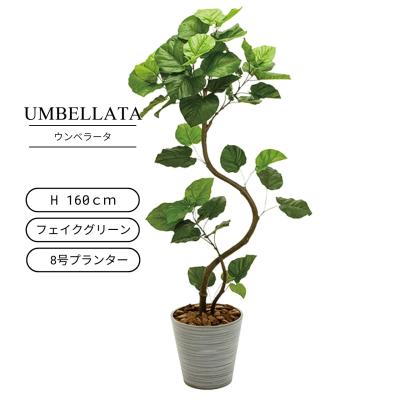 フェイクウンベラータの商品一覧 通販 - Yahoo!ショッピング フェイクウンベラータの商品一覧 通販 - Yahoo!ショッピング