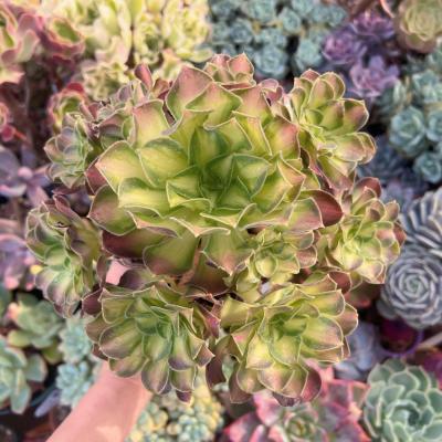 るる農園 - アエオニウム｜Yahoo!ショッピング