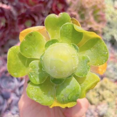 るる農園 - アエオニウム｜Yahoo!ショッピング