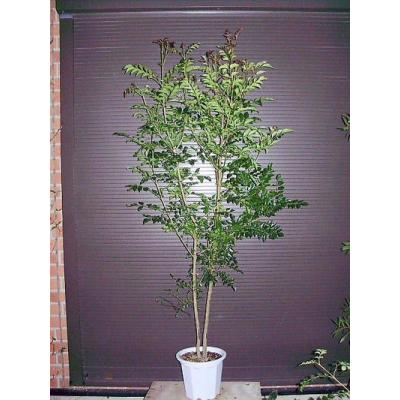 シマトネリコ 株立ち（観葉植物） | 花、ガーデニング のおすすめ人気
