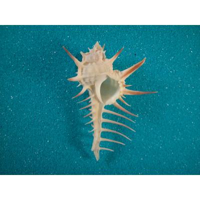 貝コレクション3 ホネガイ 貝コレクション3 ホネガイ 大浦湾100番勝負！その1.歩くホネガイ