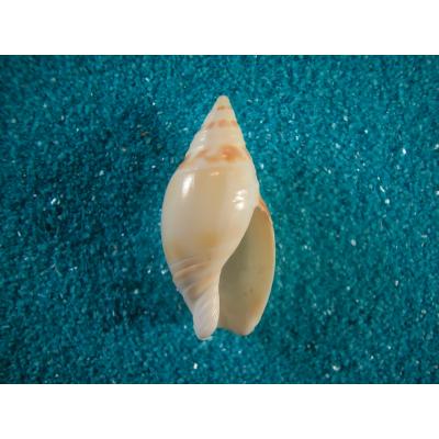 貝殻ストア - マクラガイ科｜Yahoo!ショッピング