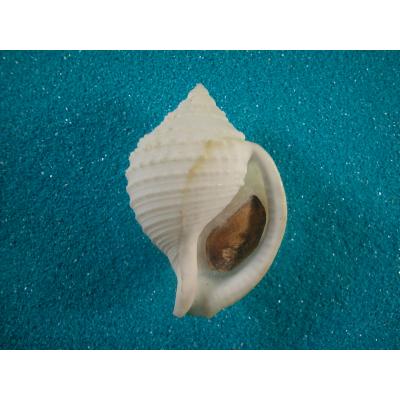 貝殻ストア - トウカムリガイ科｜Yahoo!ショッピング