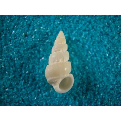 貝殻ストア - イトカケガイ科｜Yahoo!ショッピング