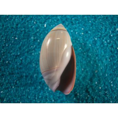 貝殻ストア - マクラガイ科｜Yahoo!ショッピング