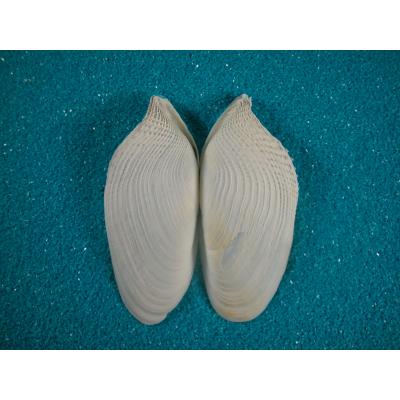 貝殻 テンシノツバサ (ニオガイ科) テンシノツバサ : 貝殻ストア - 通販 - Yahoo!ショッピング