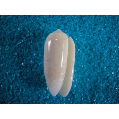 E*s様 激レア 美品 熊本県産 マボロシリュウグウボタル 貝殻ストア