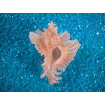 貝殻ストア - アクキガイ科｜Yahoo!ショッピング