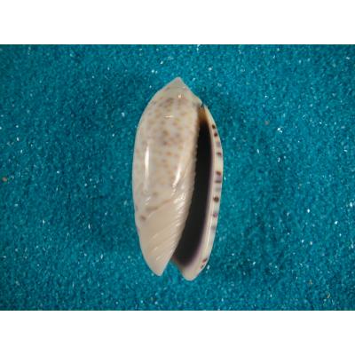 貝殻ストア - マクラガイ科｜Yahoo!ショッピング