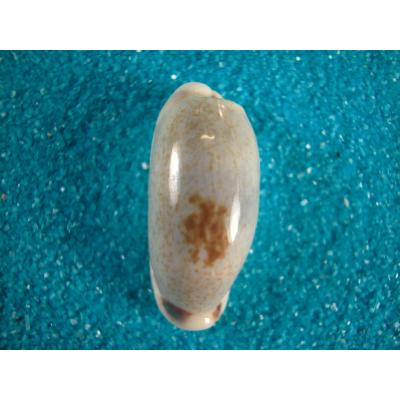 貝殻ストア - 宝貝科｜Yahoo!ショッピング