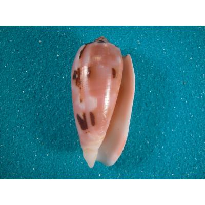 貝殻ストア - イモガイ科｜Yahoo!ショッピング