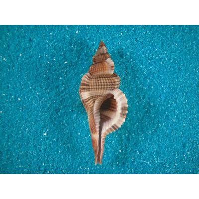 貝殻ストア - フジツガイ科｜Yahoo!ショッピング