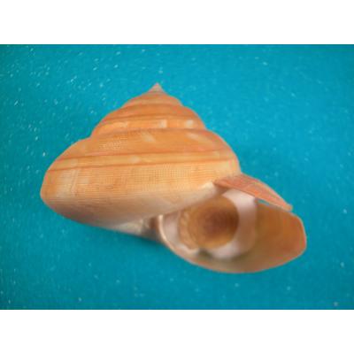 オキナエビス図鑑　オキナエビス貝　洋書 ベニオキナエビス | 美ら海生き物図鑑 | 沖縄美ら海水族館 - 沖縄の美