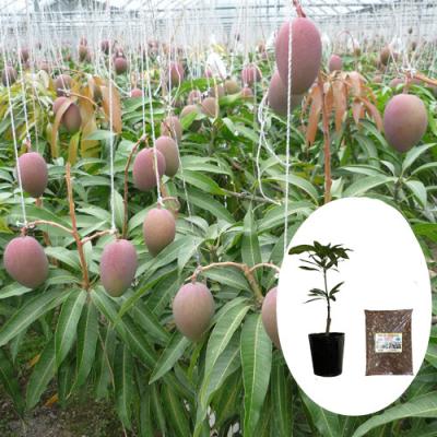 【果樹の苗】希少品種　マンゴー苗　大苗　接木苗　接木3年生苗 果樹の苗】希少品種 マンゴー苗 大苗 接木苗 接木3年生苗 - メルカリ