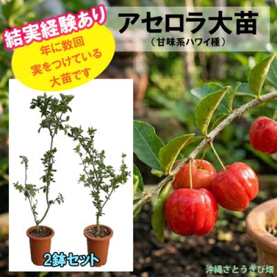 アセロラ苗（苗木、植木） | 花、ガーデニング の商品一覧 通販