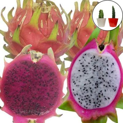ドラゴンフルーツ（果樹の苗、苗木）｜苗木、植木 | 花、ガーデニング