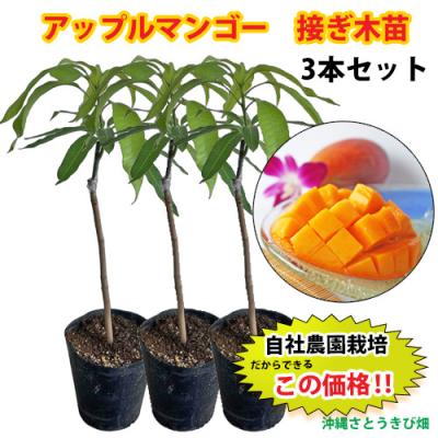 マンゴー苗　品種　山下　接木　10号 マンゴー苗 品種 山下 接木 10号 マンゴー苗 品種 山下 接木 10号 山下