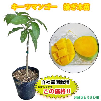 キーツマンゴー接木苗のおすすめ人気商品一覧 通販 - Yahoo!ショッピング
