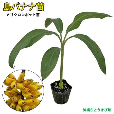 島バナナ苗のおすすめ人気商品一覧 通販 - Yahoo!ショッピング