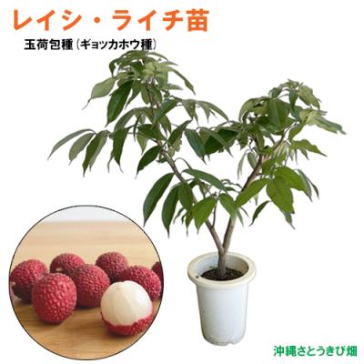 ライチ 苗（苗木、植木） | 花、ガーデニング の商品一覧 通販 - Yahoo