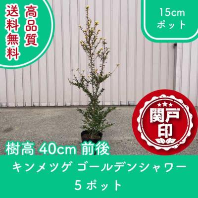 キンメツゲの商品一覧 通販 - Yahoo!ショッピング