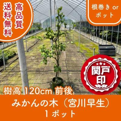 興津早生のおすすめ人気商品一覧 通販 - Yahoo!ショッピング