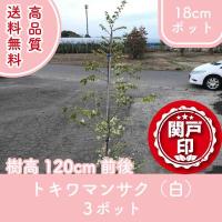 トキワマンサク（青葉白花） 樹高1.2m前後 18cmポット （5本セット 