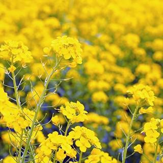 菜の花 種のおすすめ人気商品一覧 通販 - Yahoo!ショッピング