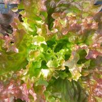 有機種子 リーフレタスの種 ロロロッサ サニーレタス系緑＆赤混色 小袋 | 菜園くらぶ Yahoo!店