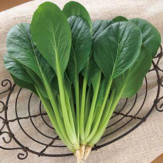 小松菜 種（花、ガーデニング）のおすすめ人気商品一覧 通販 - Yahoo