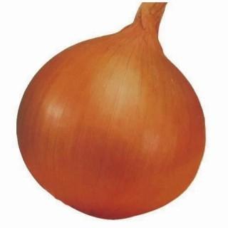 菜園くらぶ Yahoo!店 - 玉ねぎ苗【予約販売】｜Yahoo!ショッピング