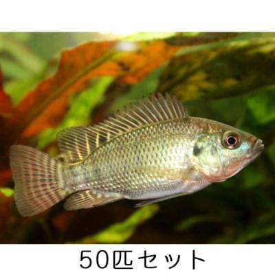 淡水魚セット（淡水魚、川魚生体）｜観賞魚生体｜熱帯魚、アクアリウム