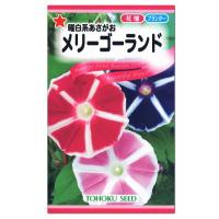 トーホク 曜白系あさがお メリーゴーランド  種  生産地 茨城県 花壇 プランター あさがお エコ アサガオのたね 種子 ガーデニング  朝顔 メール便対応 | 菜園ライフ