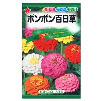 トーホク ポンポン百日草  種 花壇 プランター 切花 たね ガーデニング メール便対応 | 菜園ライフ